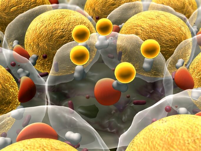NMN snižuje metabolické poškození samčích potomků obézních myších matek