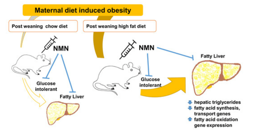 NMN snižuje metabolické poškození samčích potomků obézních myších matek